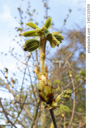 Young horse chestnut leaves unfolding in warm spring sunlight vertical format 140110509