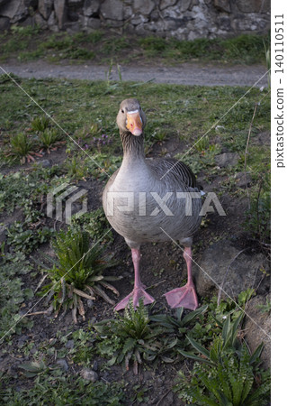 Curious greylag goose standing on ground outdoors Curious greylag goose standing on ground outdoors 140110511