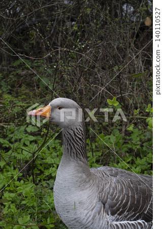 Side profile of greylag goose in natural grassy environment Side profile of greylag goose in natural grassy environment 140110527
