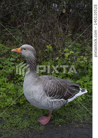 Greylag goose standing on grassy path Greylag goose standing on grassy path 140110528