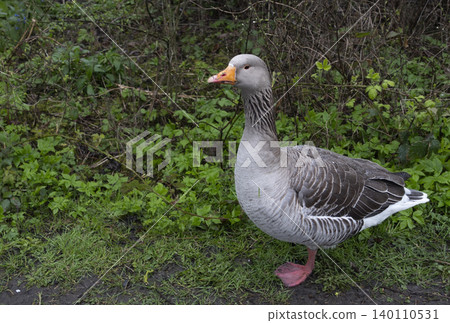 Greylag goose standing on grassy path 140110531