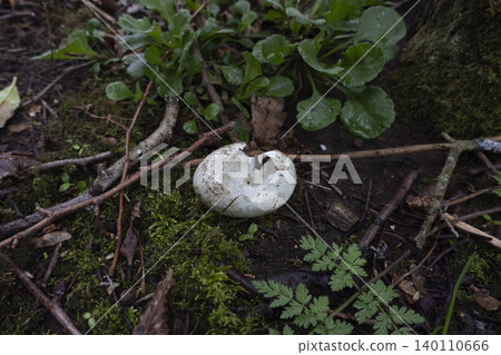 Hatched bird egg shell lying among moss and branches Hatched bird egg shell lying among moss and branches 140110666