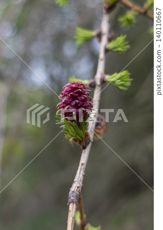 Red purple female larch cone on tree branch close up Red purple female larch cone on tree branch close up 140110667