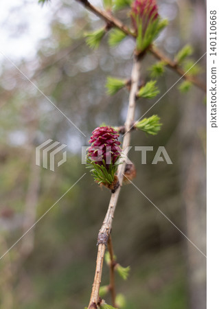 Red purple female larch cone on tree branch vertical format 140110668