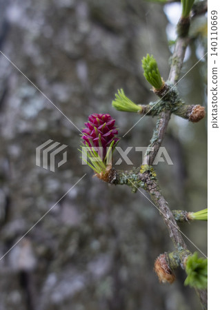 Red purple female larch cone on tree branch vertical format 140110669