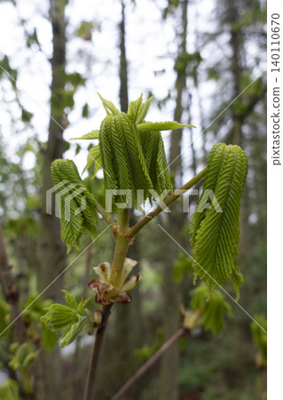 Young horse chestnut leaves unfolding in spring forest Young horse chestnut leaves unfolding in spring forest 140110670