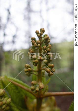 Unopened horse chestnut flower buds in early spring close up Unopened horse chestnut flower buds in early spring close up 140110671