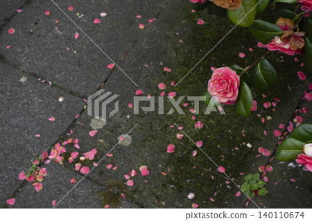 Pink camellia flower above stone surface with scattered petals 140110674