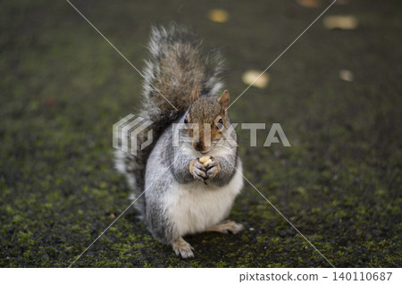 Close-up of a grey squirrel sitting on a mossy ground and holding a nut in its paws while eating 140110687