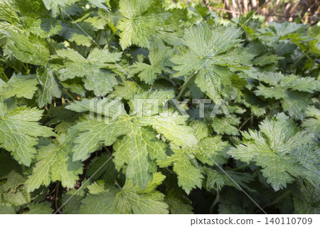 Lush green cranesbill leaves growing densely in a garden under bright daylight Lush green cranesbill leaves growing densely in a garden under bright daylight 140110709