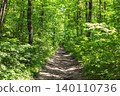 Forest path winding through vibrant green trees 140110736