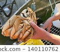 Hand holding large dungeness crab underside view 140110762