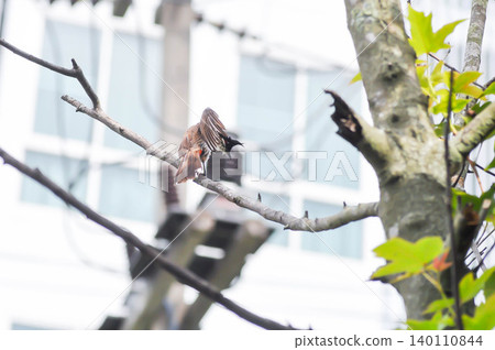 Red whiskered Bulbul or Pycnonotus jocosus or a bird on a tree Red whiskered Bulbul or Pycnonotus jocosus or a bird on a tree 140110844
