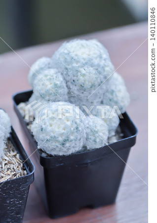 mammillaria ,mammillaria plumosa or cactus plant mammillaria ,mammillaria plumosa or cactus plant 140110846