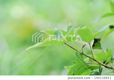 maple leaf, maple leaves or green leaf or Acer saccharum Marsh 140110851