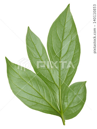 Green carved peony leaf with distinct veins and smooth edge on isolated background. 140110853