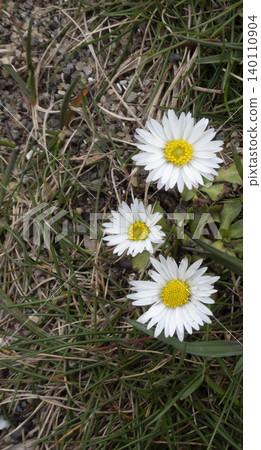 White daisy flowers growing in grass outdoors during springtime 140110904
