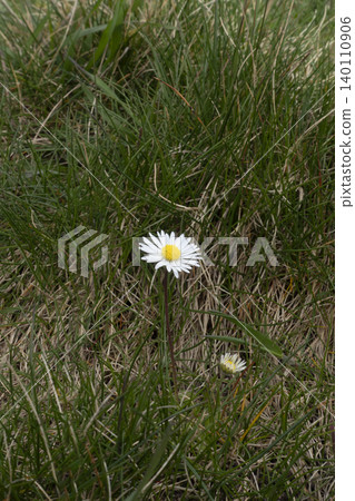 Vertical shot of a single white daisy flower with a yellow center blooming in a grass field Vertical shot of a single white daisy flower with a yellow center blooming in a grass field 140110906