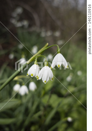 Delicate summer snowflake flowers blooming in green spring garden vertical format Delicate summer snowflake flowers blooming in green spring garden vertical format 140110916