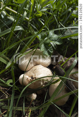 Wild St George's mushrooms growing hidden in thick green grass and dry leaves on the forest floor Wild St George's mushrooms growing hidden in thick green grass and dry leaves on the forest floor 140110920