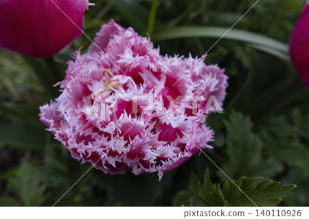 Close-up of a beautiful pink and white double fringed tulip flower blooming in a garden Close-up of a beautiful pink and white double fringed tulip flower blooming in a garden 140110926