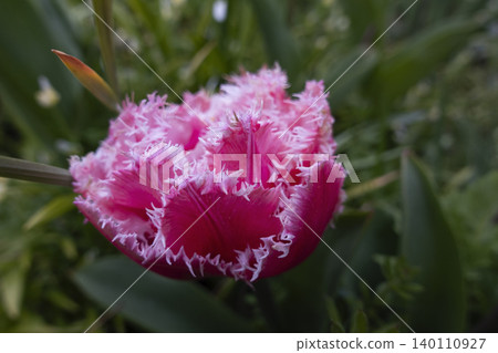 Close-up of a beautiful pink and white double fringed tulip flower blooming in a garden Close-up of a beautiful pink and white double fringed tulip flower blooming in a garden 140110927