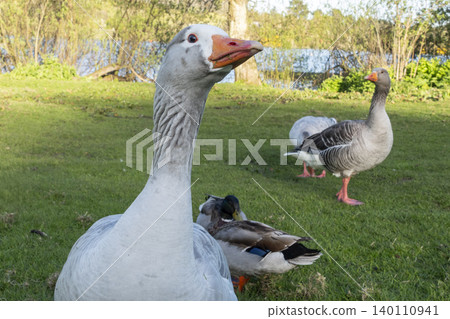 Curious domestic goose looking directly into the camera with other geese and mallard ducks on a grassy lakeside Curious domestic goose looking directly into the camera with other geese and mallard ducks on a grassy lakeside 140110941
