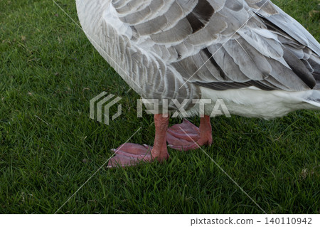 Close-up of the orange webbed feet of a domestic goose standing on green grass Close-up of the orange webbed feet of a domestic goose standing on green grass 140110942