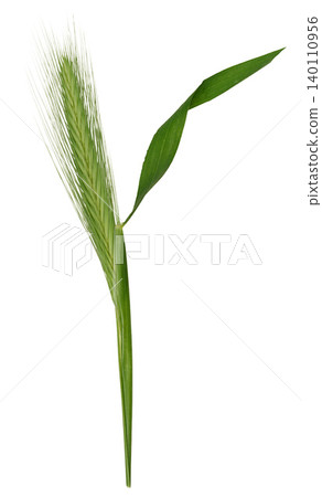 A green spikelet of ustuk with sharp, stiff awns and a thin stem 140110956