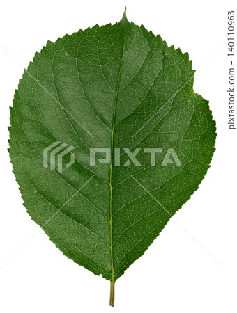 Green cherry leaf on isolated background, macro Green cherry leaf on isolated background, macro 140110963