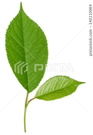 Green carved cherry leaf with distinct veins and serrated edge on isolated background. 140110964