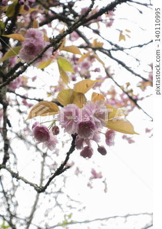 Pink cherry blossom flowers blooming on tree branch 140110995
