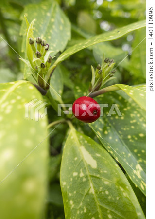 Red berry of spotted laurel plant close up Red berry of spotted laurel plant close up 140110996