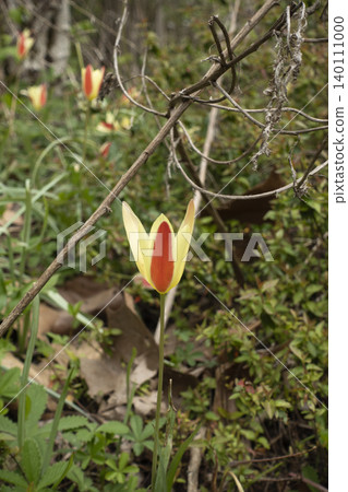Wild yellow and orange colored tulip flower, vertical format 140111000