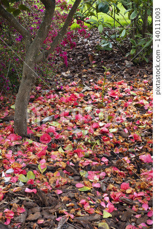 Pink camellia petals scattered on mulch in garden scene 140111003