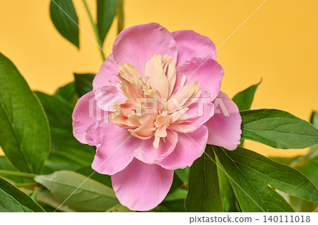 An open pink peony bud with a creamy center surrounded by green leaves An open pink peony bud with a creamy center surrounded by green leaves 140111018