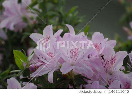 Azalea's white flower Azalea's white flower 140111040