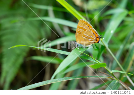A red hairstreak butterfly perched on a blade of grass. 140111041