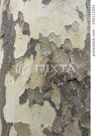 Detailed sycamore tree bark with peeling layers textured background Detailed sycamore tree bark with peeling layers textured background 140111091
