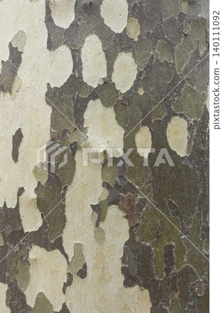Detailed sycamore tree bark with peeling layers textured background Detailed sycamore tree bark with peeling layers textured background 140111092