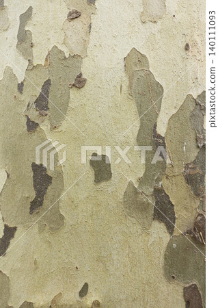 Detailed sycamore tree bark with peeling layers textured background 140111093