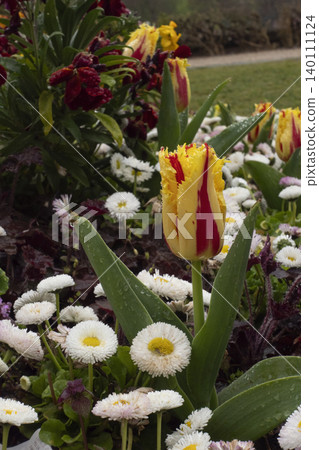 A fringed yellow and red tulip covered in morning dew drops blooming in a park garden surrounded by small white daisies A fringed yellow and red tulip covered in morning dew drops blooming in a park garden surrounded by small white daisies 140111124
