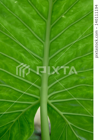 closeup of alocasia leaf texture closeup of alocasia leaf texture 140111194