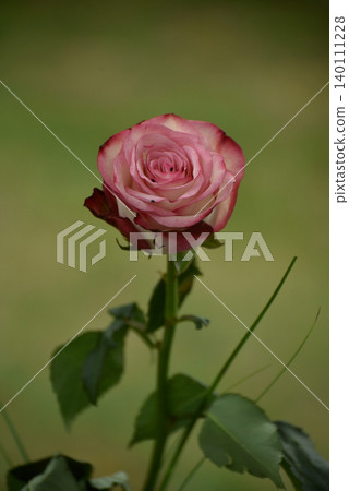 closeup of pink and white rose flower on green background 140111228