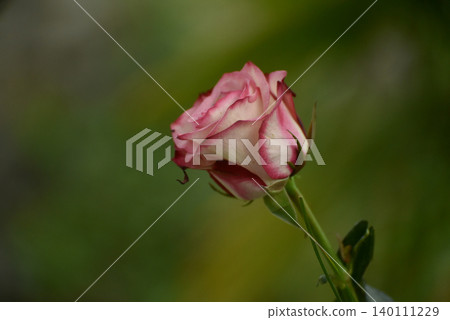closeup of pink and white rose flower on green background 140111229
