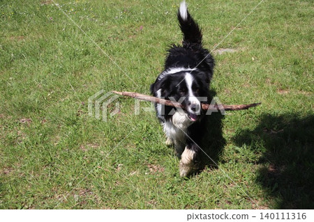 Close-up portrait of a fluffy black and white border collie dog lying down on the green grass, panting and looking at the camera with a happy expression during a bright day. Close-up portrait of a fluffy black and white border collie dog lying down on the green grass, panting and looking at the camera with a happy expression during a bright day. 140111316