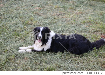 Close-up portrait of a fluffy black and white border collie dog lying down on the green grass, panting and looking at the camera with a happy expression during a bright day. Close-up portrait of a fluffy black and white border collie dog lying down on the green grass, panting and looking at the camera with a happy expression during a bright day. 140111317