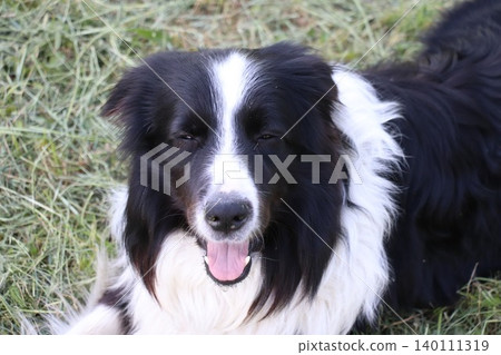 Close-up portrait of a fluffy black and white border collie dog lying down on the green grass, panting and looking at the camera with a happy expression during a bright day. Close-up portrait of a fluffy black and white border collie dog lying down on the green grass, panting and looking at the camera with a happy expression during a bright day. 140111319