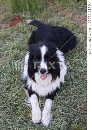 Close-up portrait of a fluffy black and white border collie dog lying down on the green grass, panting and looking at the camera with a happy expression during a bright day. Close-up portrait of a fluffy black and white border collie dog lying down on the green grass, panting and looking at the camera with a happy expression during a bright day. 140111320