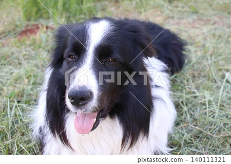 Close-up portrait of a fluffy black and white border collie dog lying down on the green grass, panting and looking at the camera with a happy expression during a bright day. Close-up portrait of a fluffy black and white border collie dog lying down on the green grass, panting and looking at the camera with a happy expression during a bright day. 140111321